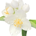 Mock Orange